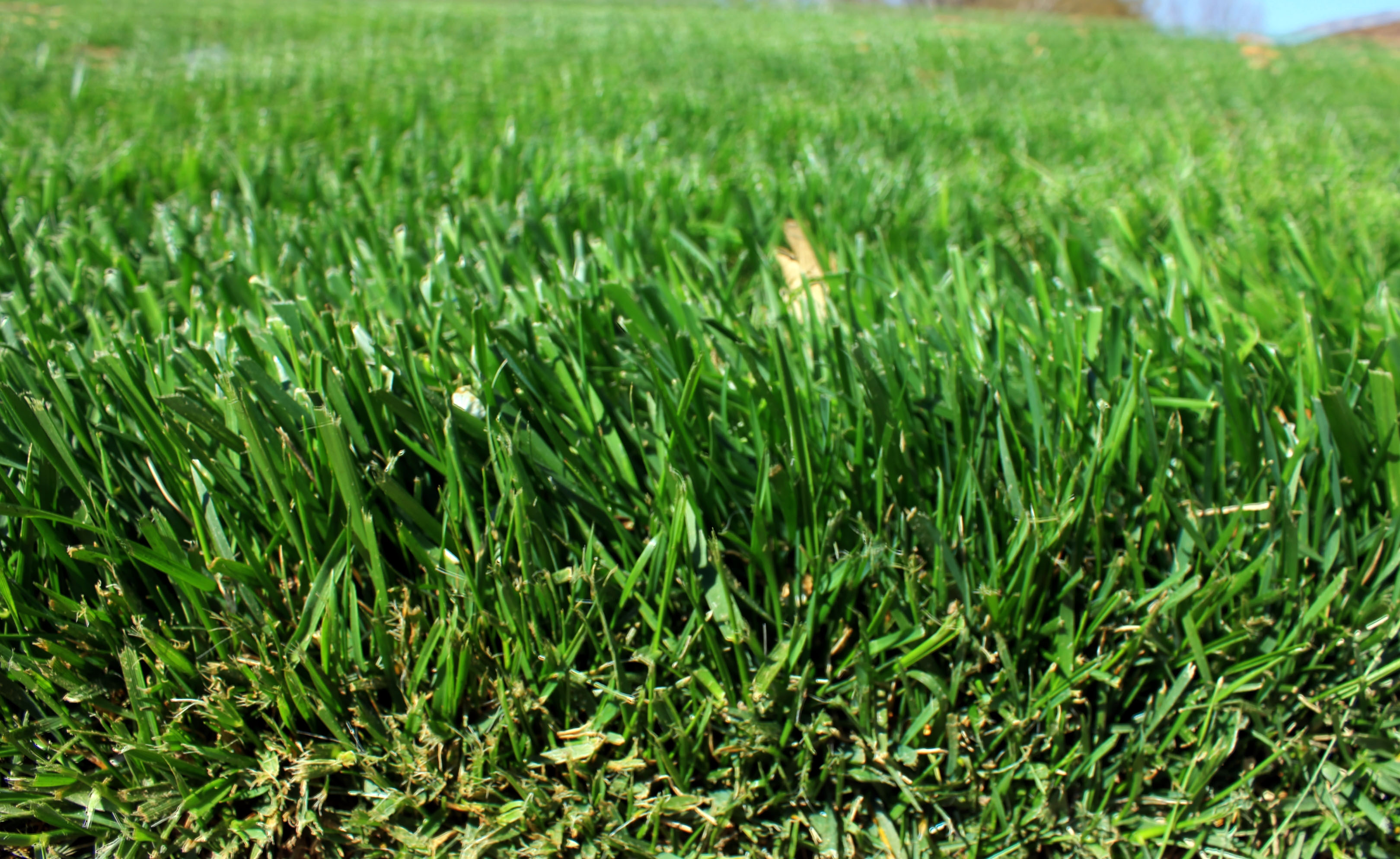 Grass Texture Free Public Domain Stock Photo Grass Texture Free Public Domain Stock Photo