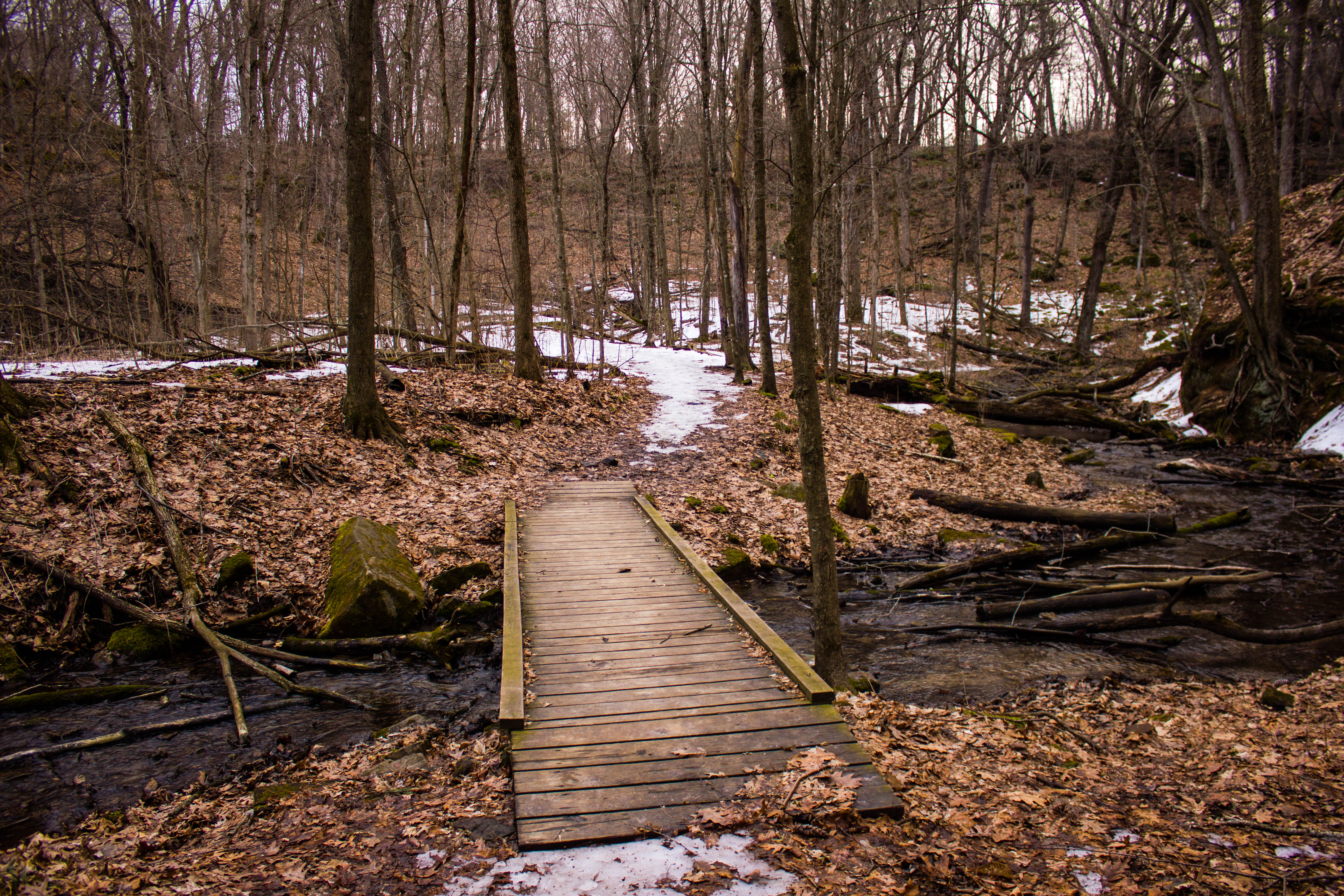 Bridge in the landscape