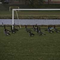 Canadian Geese by a Goalpost