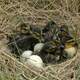 Baby ducklings in a nest