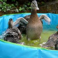 Duck and Ducklings in the pool