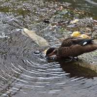 Duck Drinking Water