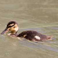 Duckling swimming through the water
