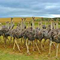 Flock of Ostriches in the landscape