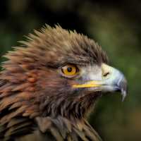 Golden Eagle headshot - Aquila chrysaetos