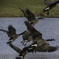 Group of Geese Taking Flight