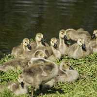 Group of Goslings in the sun