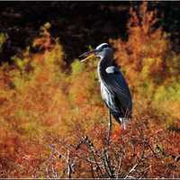 Heron standing in the Foilage