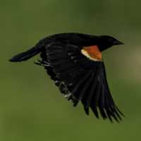 Red Winged Blackbird flapping its wings in flight
