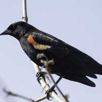 Red-Winged Blackbird perched on a branch waiting