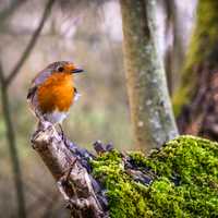 Robin standing on a branch stump