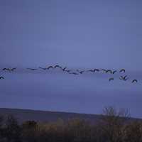 School of geese flying in the air
