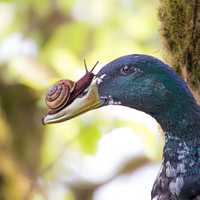 Snail on the beak of a duck