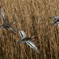 Three Ducks flying in the reeds