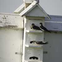 Two Birds on the Birdhouse