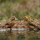 Two Crossbills in a puddle of water