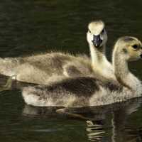 Two Goslings swimming in the water