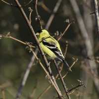 Yellow Finch on Tree branch