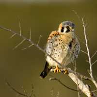 Young American kestrel on a branch - Falco sparverius
