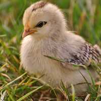 Young Chick Cute