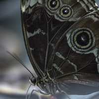 Blue and black winged butterfly