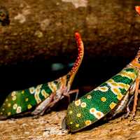 Canthigaster Cicada Insect