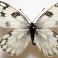 Female Checkered White, Pontia protodic. Butterfly