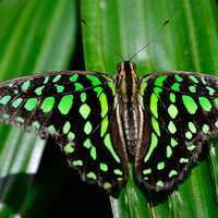 Green and black butterfly on grass