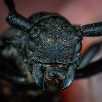 Head of a beetle close up
