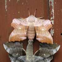 Mating Pair of Hawkmoths - Laothoe populi