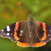 Red Admiral Butterfly -- Vanessa atalanta