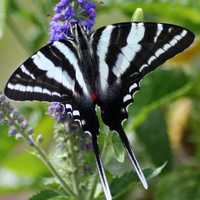 Zebra Swallowtail, Eurytides marcellus Butterfly