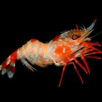 Heterocarpus ensifer, a deep water shrimp