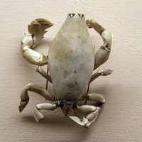 Lyreidus tridentatus - a species of crab