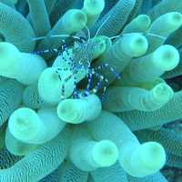 Spotted cleaner shrimp - Periclimenes yucatanicus