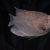 Weird-eyed Silver fish