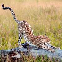 Cheetah Stretching on a piece of wood