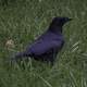 Crow on the Ground in the Grass