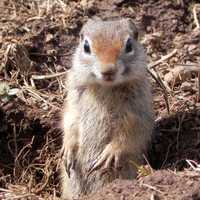 Ground squirrel looking up from hole