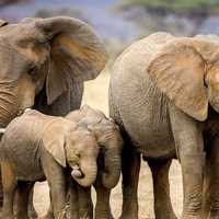 Group of elephants with babies