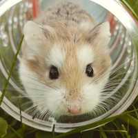 Hamster coming out of tunnel