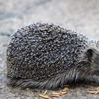 Hedgehog eating a few mealworms