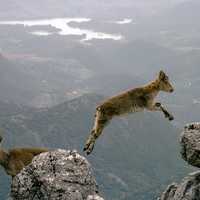 Mountain Goat jumping cliffs