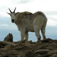 Mountain Goat standing on the rock