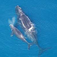 North Atlantic right Whale and Calf -- Eubalaena glacialis