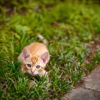 Small Kitten Getting ready to pounce