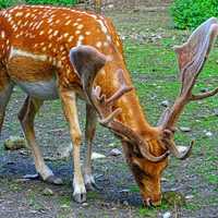 Spotted Deer with Antlers