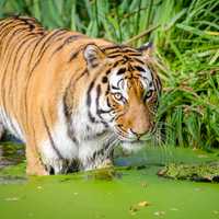 Tiger Near the shore in a pond