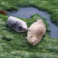 Two Harbor Seals near a puddle of water