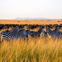 Zebras standing in the long grass
